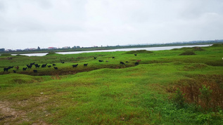 草原牛羊养殖动物 视频素材