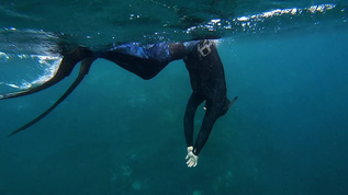 夏季运动大海水下自由潜水视频素材
