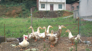 农村养殖的鸭子视频素材