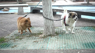 两只小狗在叫唤视频素材
