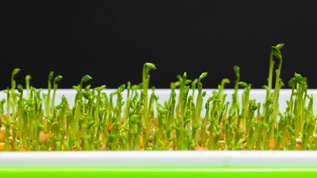 8k绿色植物豆苗生长视频视频素材