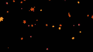 4K透明通道枫叶飘落视频素材视频素材