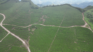 茶山茶山素材大山茶叶山区素材蓝天白云美丽乡村剪茶叶茶农茶叶种植mp4格式视频下载_正版视频编号4593035-摄图网