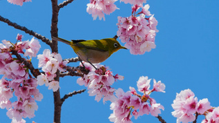 春暖花开树枝上的黄鹂鸟视频素材