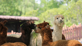 上海野生动物园一群可爱的羊驼在吃草视频素材
