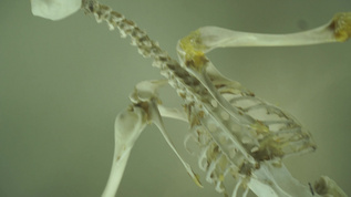 鸟类骨骼标本视频素材