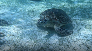 巴里卡萨小岛海龟遨游视频素材