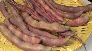 紫色四季豆视频素材