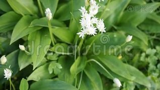 高清电视花园里的兰森白花mov格式视频下载_正版视频编号2694780-摄图网
