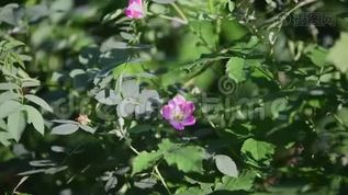 玫瑰花在阳光下绽放mp4格式视频下载_正版视频编号3296823-摄图网