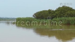 克鲁格国家公园的河滨景观mov格式视频下载_正版视频编号593721-摄图网