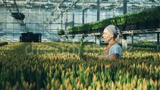 快乐温室工人检查收集郁金香，看着他们。mov格式视频下载_正版视频编号2700951-摄图网