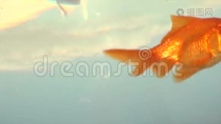 水族馆里的金鱼。 带水的碗，红色，橙色的宠物，鱼在游泳mp4格式视频下载_正版视频编号2099194-摄图网