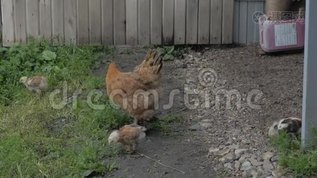 小鸡走路mov格式视频下载_正版视频编号2856279-摄图网
