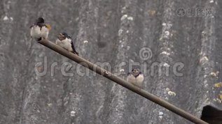 燕子用嘴喂幼雏mov格式视频下载_正版视频编号508526-摄图网