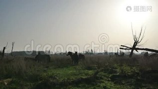 野生科尼克马mov格式视频下载_正版视频编号2102804-摄图网
