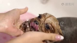 一个女孩在浴室里给她的狗洗澡。 慢动作。mov格式视频下载_正版视频编号335137-摄图网