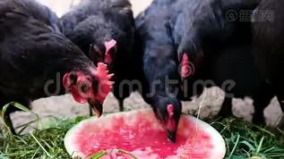 成群的鸡在农场啄西瓜，鸟儿吃浆果mov格式视频下载_正版视频编号1437624-摄图网