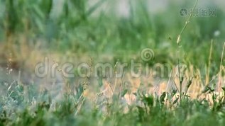 草地上的烟雾弹mov格式视频下载_正版视频编号1139304-摄图网