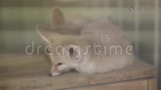 小狐狸在玻璃后面休息mp4格式视频下载_正版视频编号1065182-摄图网