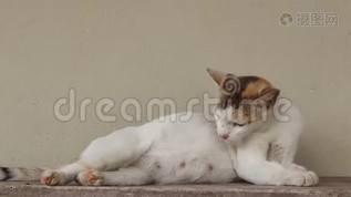 怀孕的猫舔它的身体mp4格式视频下载_正版视频编号841190-摄图网