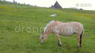 挪威峡湾马-峡湾mov格式视频下载_正版视频编号3093435-摄图网