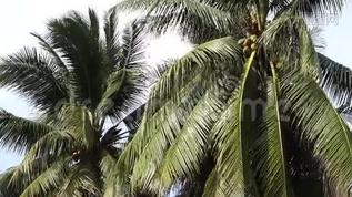 椰子树mp4格式视频下载_正版视频编号1222690-摄图网