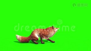 狐狸攻击侧绿屏3D动画动物mov格式视频下载_正版视频编号2877181-摄图网