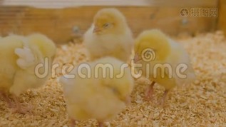 农场里的一群小鸡mov格式视频下载_正版视频编号1539568-摄图网