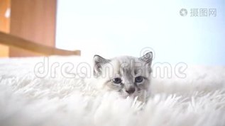 一只蓝眼睛在毯子上的小猫mov格式视频下载_正版视频编号2218615-摄图网