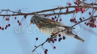 在春天的阳光下，(Turduspilaris)吃红浆果mov格式视频下载_正版视频编号3047181-摄图网