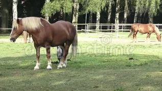 一群吃干草的马mov格式视频下载_正版视频编号1850214-摄图网