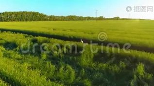 鸟瞰年轻男孩，骑着自行车穿过古老的乡村道路上的麦田。 阳光和光束。mov格式视频下载_正版视频编号1104623-摄图网