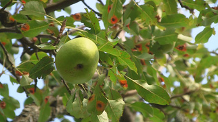 秋天成熟了的梨挂在树梢上视频素材