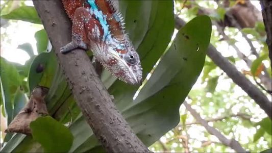 耐心视频素材_耐心视频模板下载-摄图网视听库