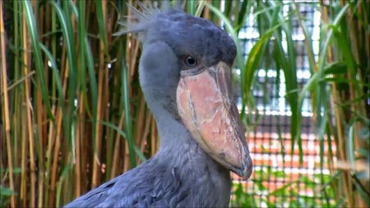 鹳视频素材_鹳视频模板下载-摄图网视听库