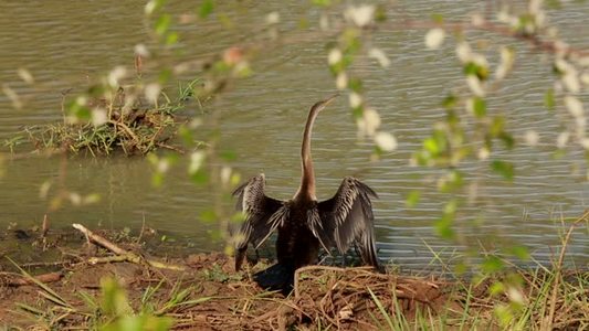 鸬鹚视频素材_鸬鹚视频模板下载-摄图网视听库