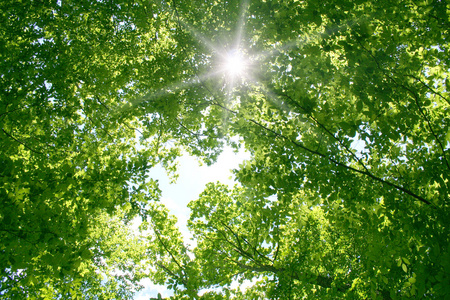 景观 阳光 户外 环境 枫叶 景区 树木 植物 太阳晒 梦想