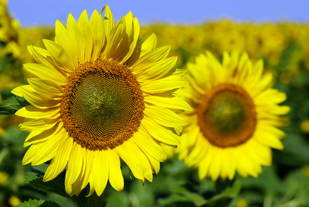 向日葵，葵花 sunflower的名词复数 