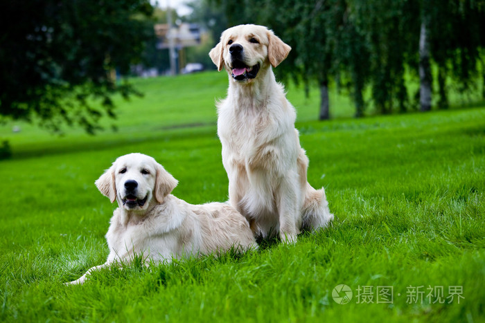草地上的两只金毛猎犬