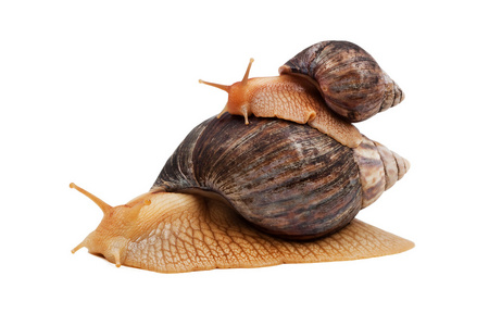 蜗牛 迟钝的人 蜗牛 snail的名词复数 
