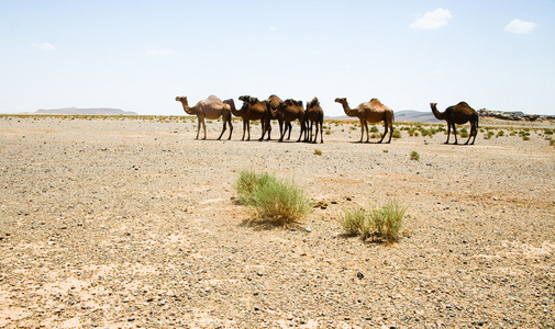 摩洛哥的撒哈拉骆驼