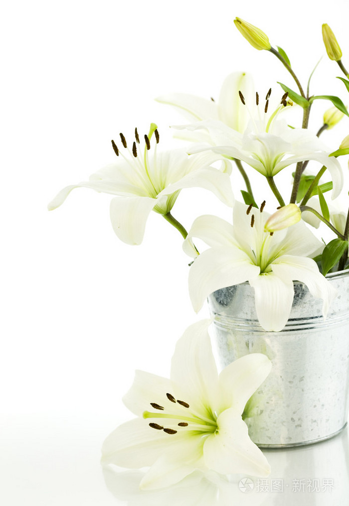Lilyflower,Lilyflower white lily flowers
