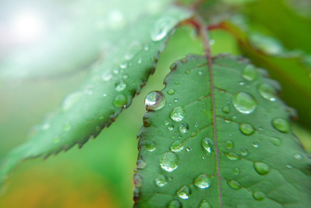 雨点，雨滴 raindrop的名词复数 