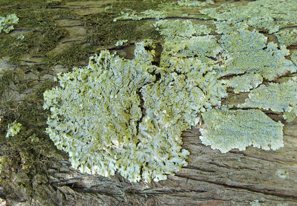 树皮上的lichens