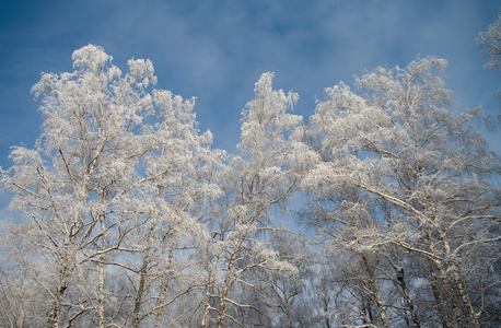 树木覆盖着雪图片