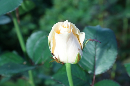 白玫瑰花蕾图片