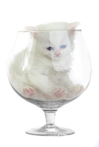 杯子里的白色小猫。