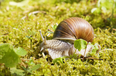 苔藓中的蜗牛