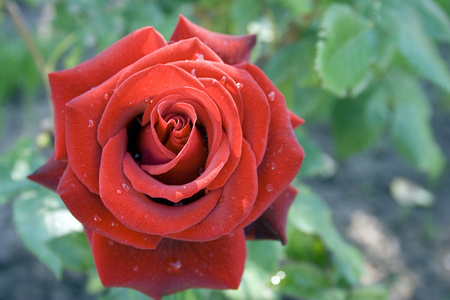 一朵红玫瑰在花园里